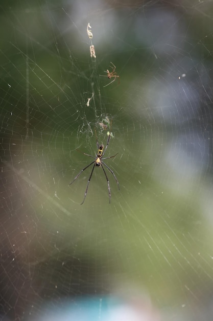 Foto un ragno è seduto sulla sua ragnatela con uno sfondo verde.