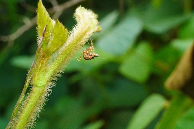 緑の葉を持つ植物の上にクモが座っている