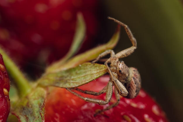 The spider is on a strawberry. Macro photo