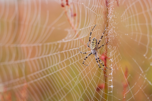 a spider on its cobweb