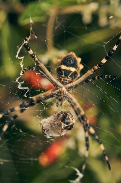 그물 속 에 있는 거미 Argiope argentata