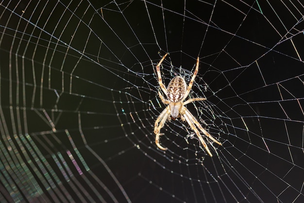 Spider in its web.