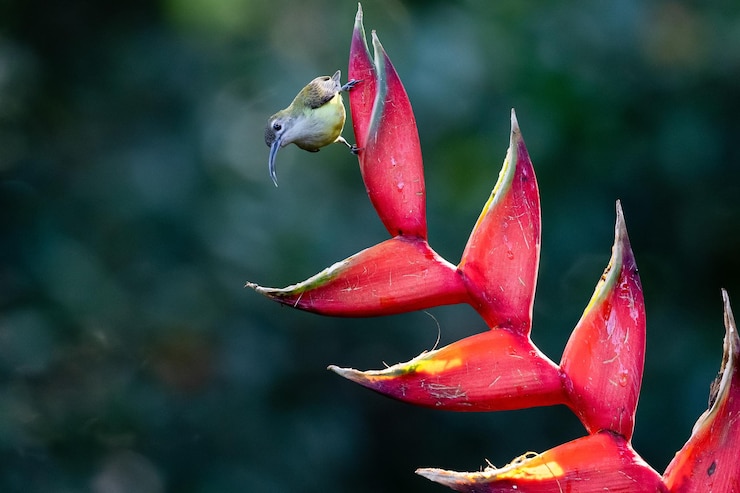 Foto spider jager vogel arachnothera voedt zich met een bloem het is een passerine vogel