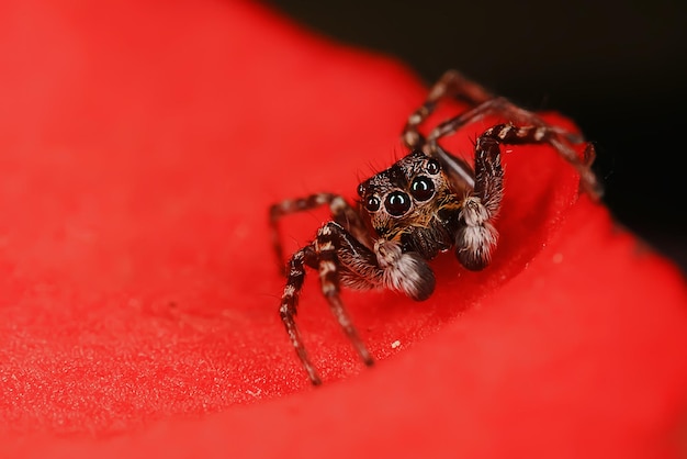 Spider jumper macro, arachnophobia, beautiful jumping spider, poisonous spider