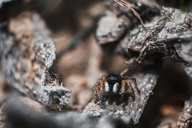 Прыгун-паук или конь-паук в макросе Черный пушистый паук с коричневыми и белыми лапами на земле Концепция макромира