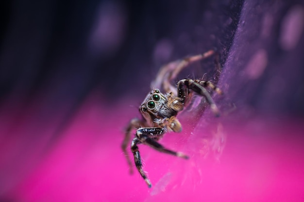 Photo spider jumping in thailand is a colorful picture