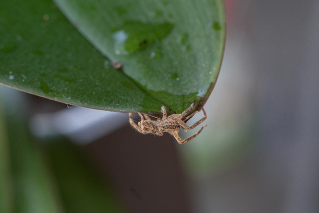 Photo a spider on a leaf is sitting on a plant.