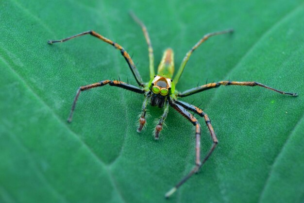 Spider on leaf