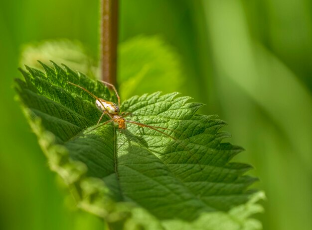 spider on leaf