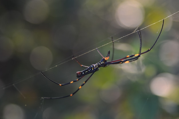 spider leven op webben met natuurlijk licht achtergrond