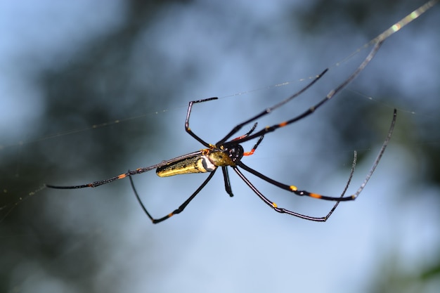 spider life on webs with natural light background