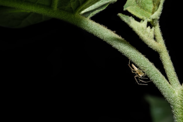 Spider macro