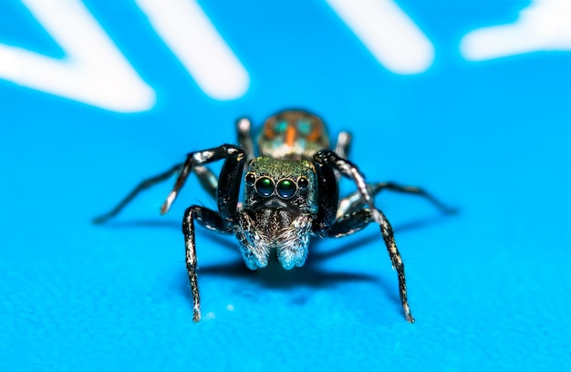 Spider macro