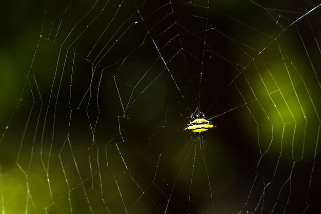 Spider macro