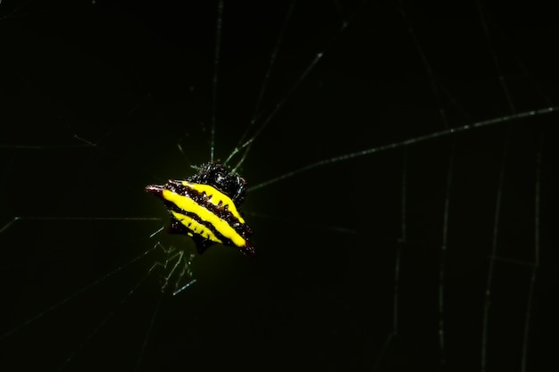 Spider macro