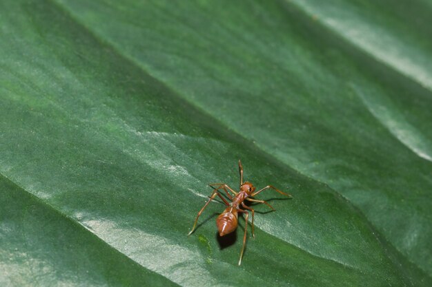 Spider macro