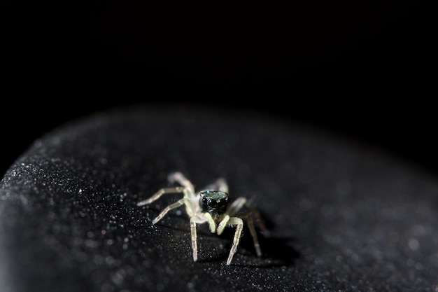 写真 スパイダーマクロ