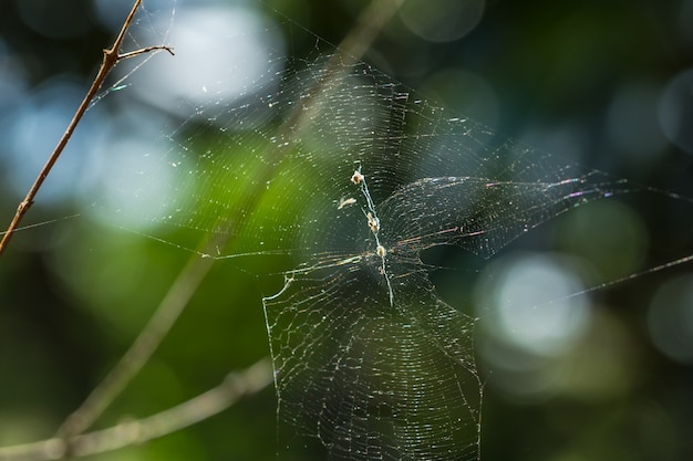 Spider macro