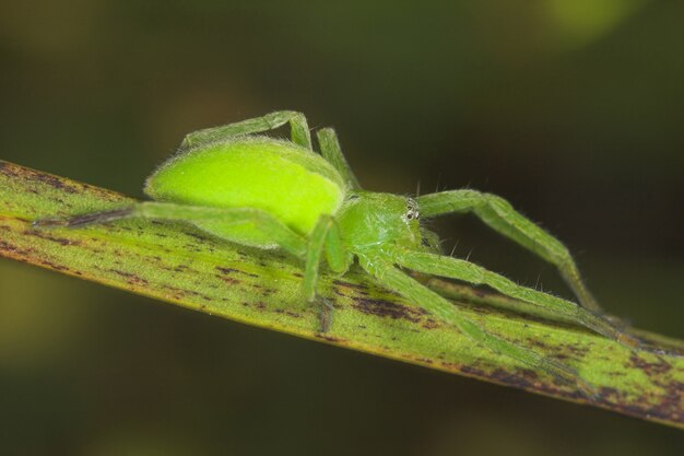 паук -micrommata virescens