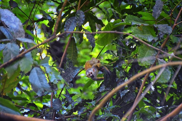 Photo spider monkey ateles geoffroi mother baby tropical jungle trees of costa rica