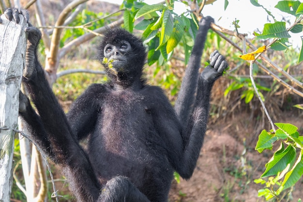 A spider monkey forages for food in the forest