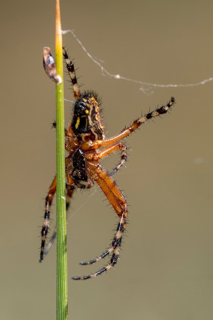 自然な背景のクモ-Aculepeiraceropegia-ウィーバースパイダー。