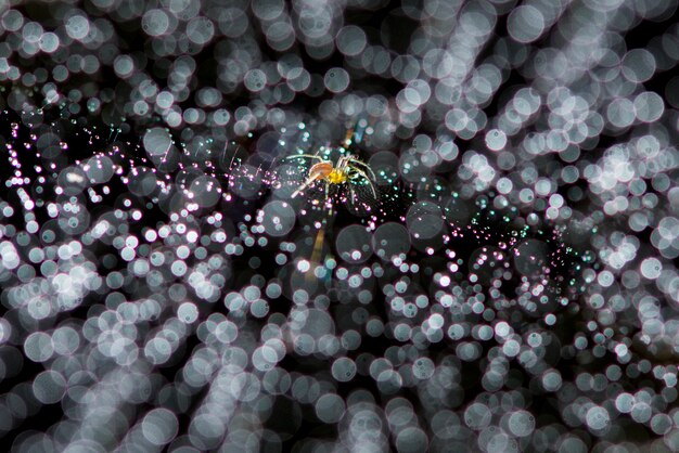 spider in the nest surrounded by beautiful bokeh