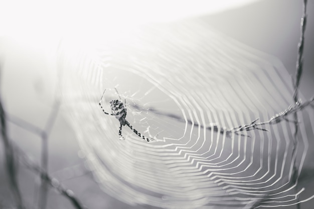 Spider in a net