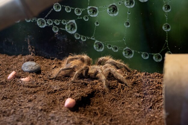 Spider nhandu vulping in a terrarium closeup