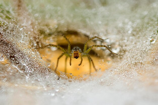 写真 露の上にあるクモ