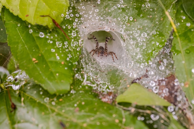 写真 ホワイトハウスの蜘蛛