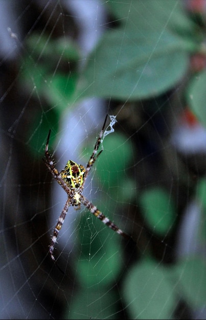 사진 거미줄 위에 있는 거미