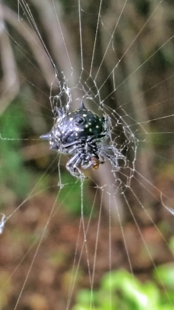 写真 ウェブ上のクモ