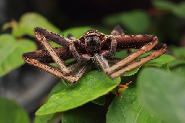 Spider op groen blad