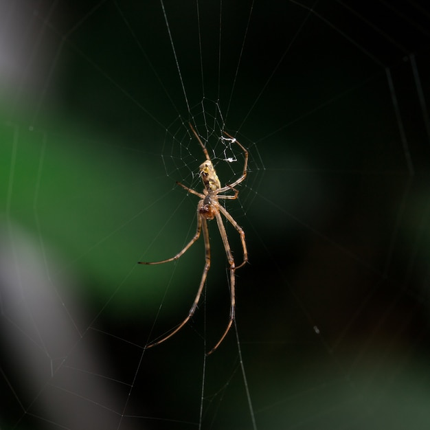 Spider op het spinnenweb