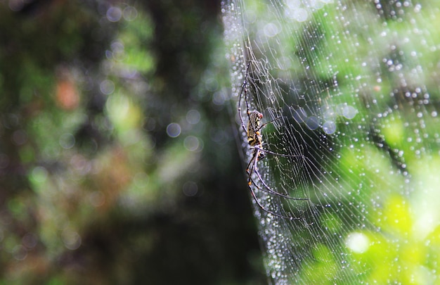 Spider op het web.