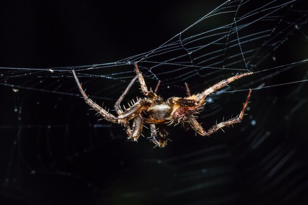 Spider op het web