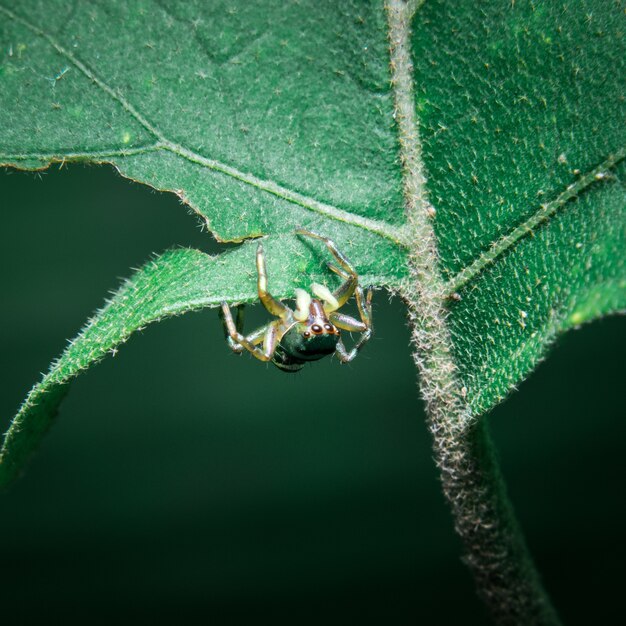 Spider Orange on the leaf