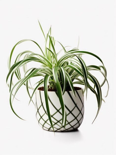 Spider Plant Chlorophytum comosum Studio Shot Isolated on Clear Background Generative AI