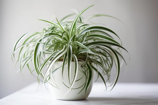 Spider Plant Chlorophytum Comosum In A White Pot On A White Background Generative AI