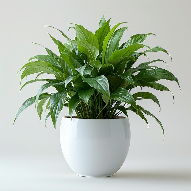 Spider Plant Chlorophytum comosum in White Pot