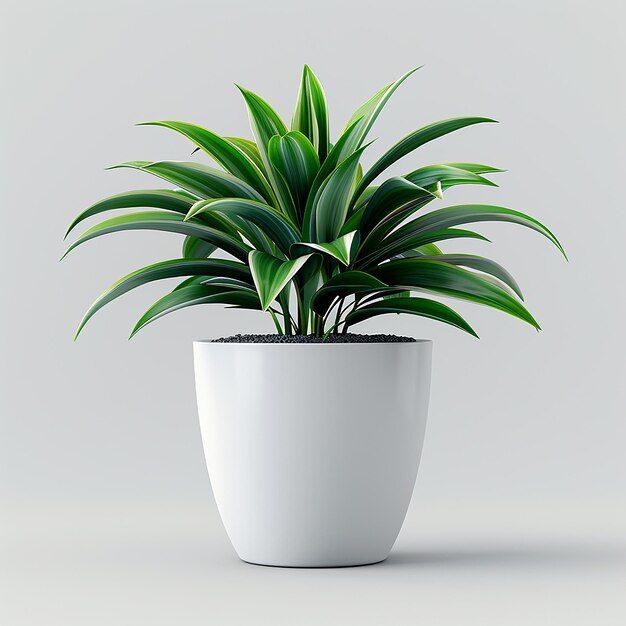 Photo spider plant chlorophytum comosum in white pot