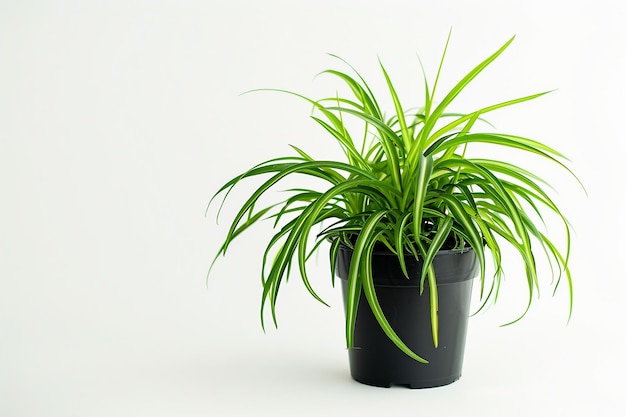 Spider Plant On White Background