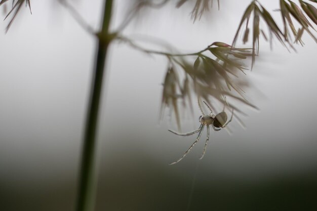 Foto ragno sulla pianta