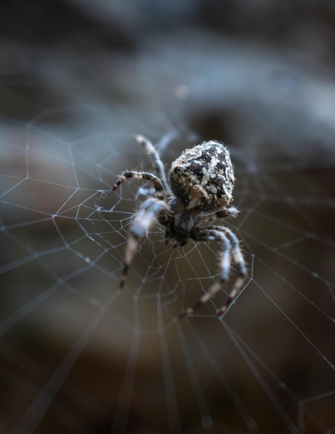 写真 クモの糸でポーズをとるクモ