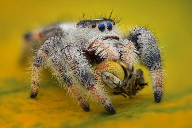 spider prey fruit fly on green background