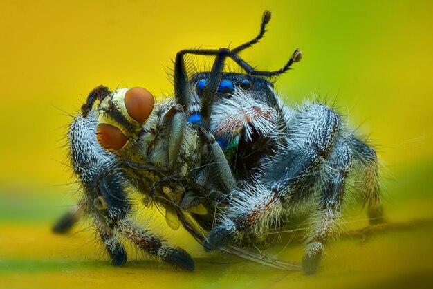 spider prey fruit fly on green background