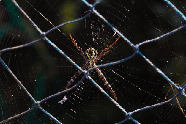 Spider resting in circular web behind a thread web