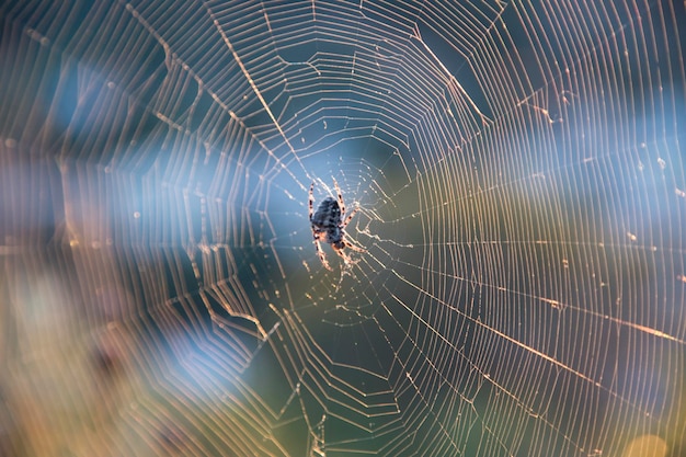 Spider's web in light