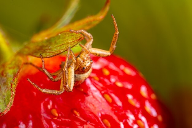 Foto spider selecteert een plek voor een web over fruit